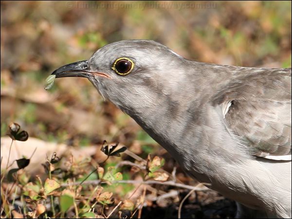 Pallid Cuckoo pallid_cuckoo_37461.jpg