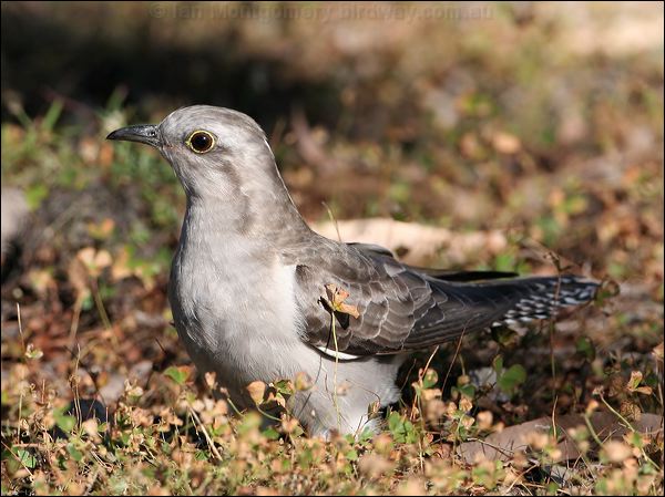 Pallid Cuckoo pallid_cuckoo_37473.jpg