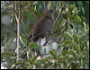 pheasant_coucal_16740