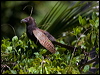 Thumbnail link to gallery of Pheasant Coucal