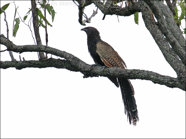 Pheasant Coucal pheasant_coucal_04876.jpg