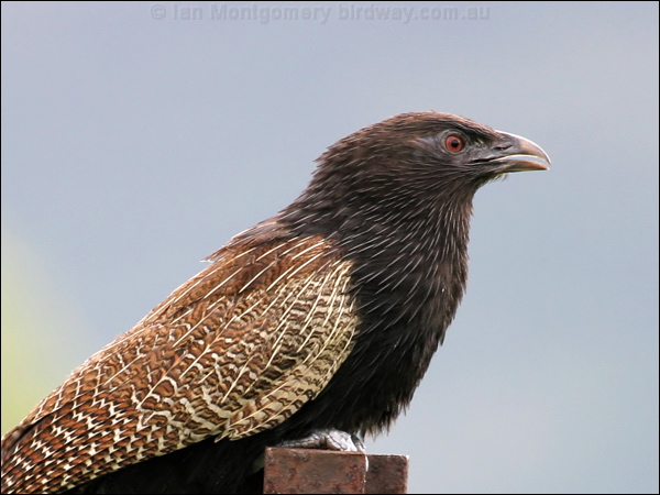 Pheasant Coucal pheasant_coucal_04900.jpg