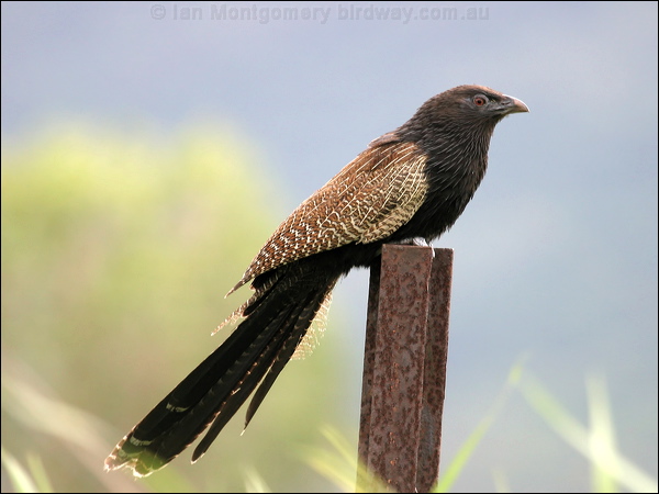 Pheasant Coucal pheasant_coucal_04901.jpg