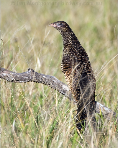 Pheasant Coucal pheasant_coucal_100319.psd