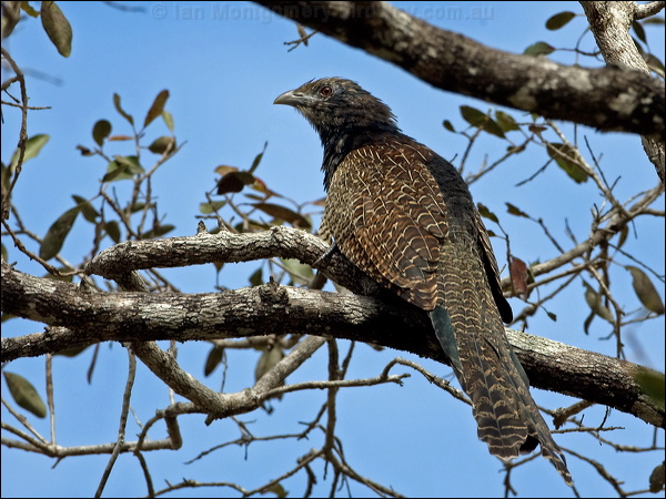 Pheasant Coucal pheasant_coucal_105963.psd