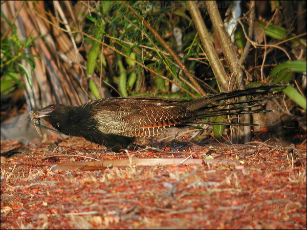 Pheasant Coucal pheasant_coucal_14396.jpg