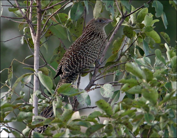Pheasant Coucal pheasant_coucal_16740.psd