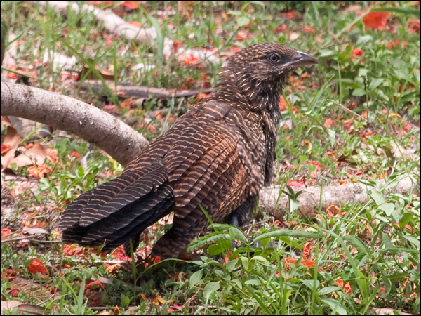 Pheasant Coucal pheasant_coucal_180467.psd