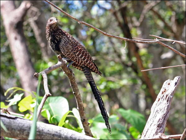 Pheasant Coucal pheasant_coucal_47712.jpg