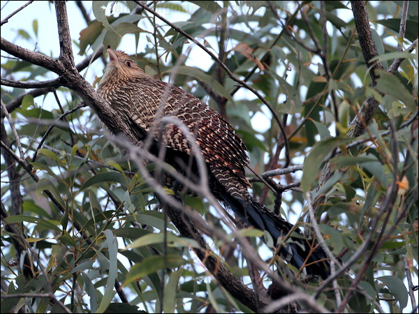 Pheasant Coucal pheasant_coucal_58445.jpg