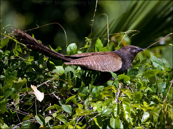 Pheasant Coucal pheasant_coucal_98770.psd