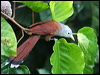 raffles_malkoha_50683