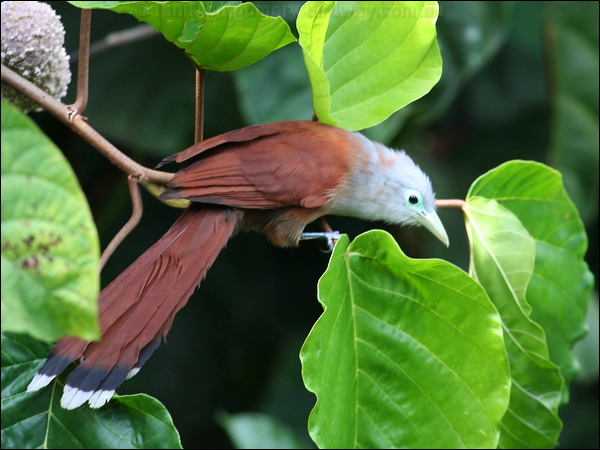 Raffle's Malkoha raffles_malkoha_50683.jpg