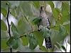 shining_bronzecuckoo_06879
