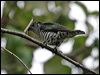 shining_bronzecuckoo_06895