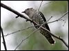 Thumbnail link to gallery of Shining Bronze-Cuckoo