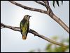 shining_bronzecuckoo_14237