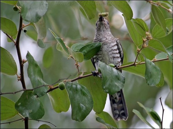 Shining Bronze Cuckoo shining_bronzecuckoo_06879.jpg