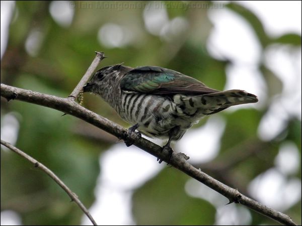 Shining Bronze Cuckoo shining_bronzecuckoo_06895.jpg