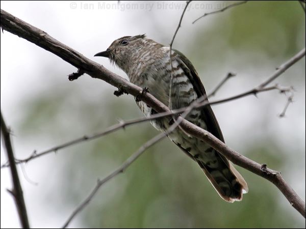 Shining Bronze Cuckoo shining_bronzecuckoo_06907.jpg