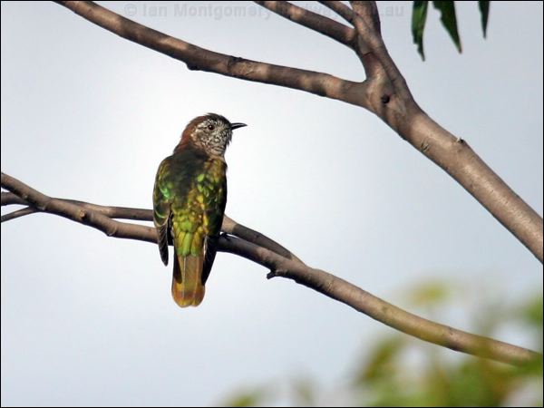 Shining Bronze Cuckoo shining_bronzecuckoo_14237.jpg