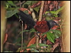 short_toed_coucal_50968