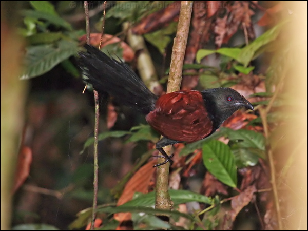 Short-toed Coucal short_toed_coucal_50968.jpg