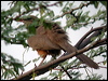 sirkeer_malkoha_16910