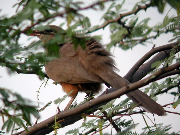 Sirkeer Malkoha sirkeer_malkoha_16910.jpg