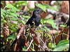 smooth_billed_ani_23626