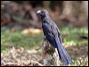 smooth_billed_ani_25803