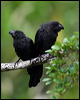 smooth_billed_ani_26772