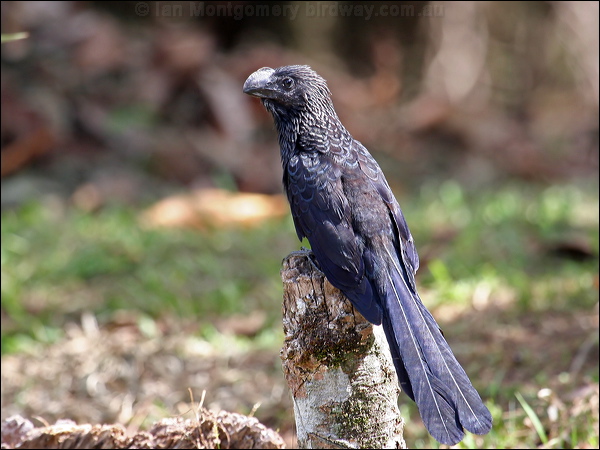 Smooth-billed Ani smooth_billed_ani_25803.psd