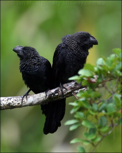 Smooth-billed Ani smooth_billed_ani_26772.psd