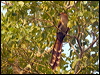 squirrel_cuckoo_205937