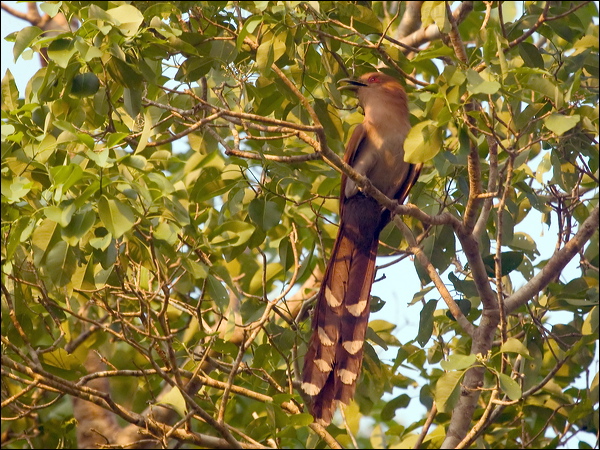 Squirrel Cuckoo squirrel_cuckoo_205937.psd
