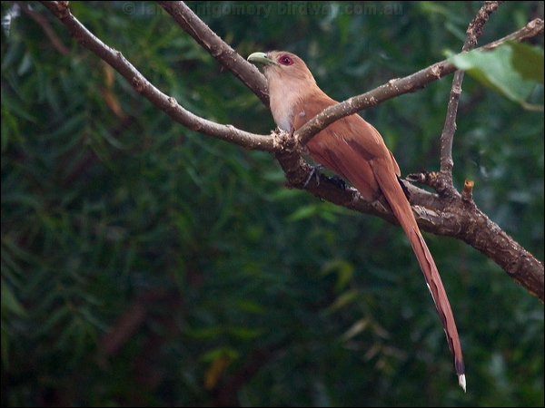 Squirrel Cuckoo squirrel_cuckoo_207044.psd