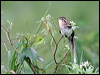 Thumbnail link to gallery of Striped Cuckoo