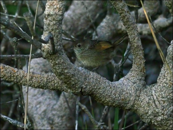 Western Bristlebird western_bristlebird_38439.psd