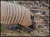 Click here to enter gallery and see photos of: Six-banded Armadillo