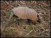 six_band_armadillo_203451