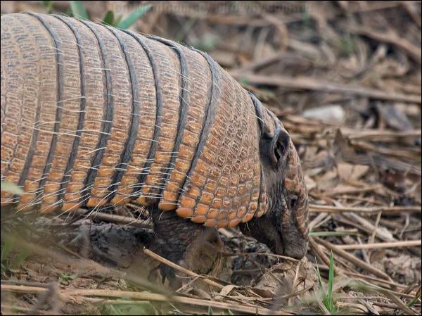 Six-banded Armadillo photo image 1 of 2 by Ian Montgomery at 