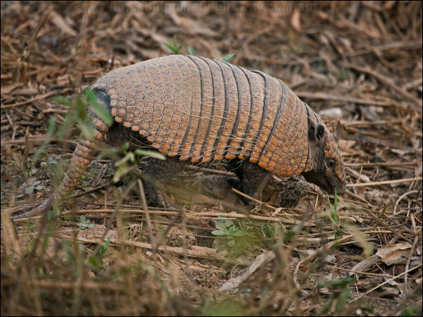 Six-banded Armadillo six_band_armadillo_203451.psd
