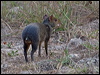 Click here to enter gallery and see photos/pictures/images of Azara's Agouti