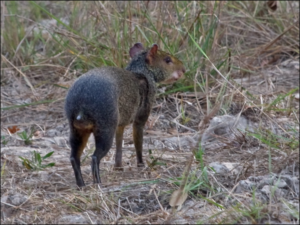 Azara's Agouti azaras_agouti_203440.psd