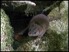 yellowfootantechinus_15511