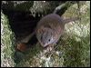 Click here to enter gallery and see photos of: Yellow-footed Antechinus