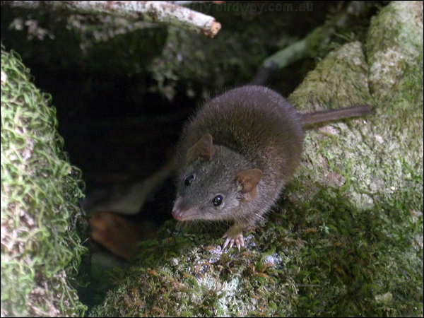 Yellow-footed  Antechinus yellowfootantechinus_15511.psd