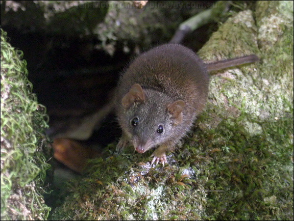 Yellow-footed  Antechinus yellowfootantechinus_15514.psd