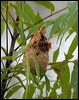 mistletoebird_04136